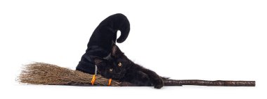 Maine Rakunu kedi yavrusu, cadılar bayramı ortamında süpürge ve şapkayla oturuyor. Kameraya doğru bakıyorum. Beyaz bir arkaplanda izole edilmiş.