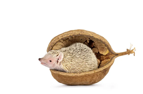 Lindo Tenrec Sentado Cáscara Nuez Buda Vacía Aislado Abckground Blanco —  Fotos de Stock