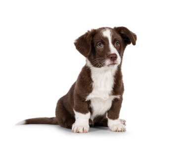 Beyaz Galli Corgi Cardigan köpek yavrusuyla şirin kahverengi, yüzü önde oturuyor. Kameranın yanına bakıyorum. Beyaz bir arkaplanda izole edilmiş.