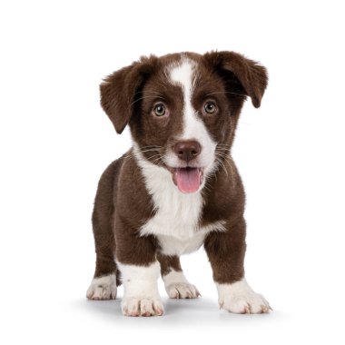 Beyaz Galli Corgi Cardigan köpek yavrusuyla sevimli kahverengi, yüzü önde duruyor. Kameraya doğru bakıyorum. Beyaz bir arka planda izole edilmiş. Ağzını aç, dilini çıkar..