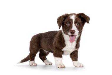 Beyaz Galli Corgi Cardigan köpek yavrusuyla tatlı kahverengi, yan yana duruyor. Kameraya doğru bakıyorum. Beyaz bir arka planda izole edilmiş. Ağzını aç, dilini çıkar..