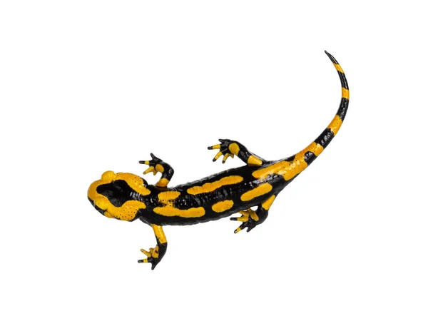 黑色和白色火Salamander Aka Salamandra Salamandra的顶部视图 站在白色背景上 — 图库照片