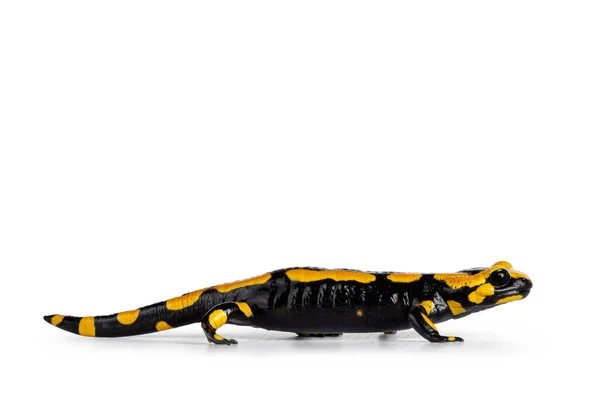靠近黑色与黄色的Fite Salamander 走边道 被白色背景隔离 — 图库照片