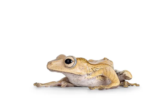 Zblízka Borneo Ušatý Žába Aka Polypedates Otilophus Sedí Bokem Izolováno — Stock fotografie