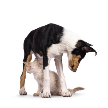 Pürüzsüz Collie köpek yavrusu ve LaPerm kedi yavrusu, birlikte oynuyor ve ayakta duruyorlar. İkisi de arkaya bakıyor. Beyaz bir arkaplanda izole edilmiş.