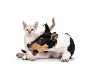 Pürüzsüz Collie köpek yavrusu ve kedi yavrusu, birlikte oynuyorlar. Kedi kameraya bakıyor. Beyaz bir arkaplanda izole edilmiş.