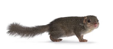 Kuzey Treeshrew namı diğer Tapaia Belangeri, yan yollar. Kameranın yanına bakıyorum. Beyaz bir arkaplanda izole edilmiş.