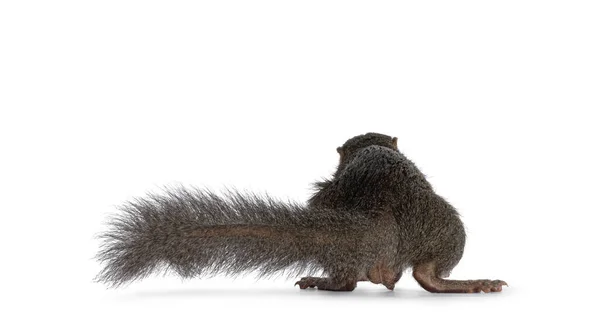 Northern Treeshrew Aka Tapaia Belangeri Pie Hacia Atrás Mostrando Cola —  Fotos de Stock