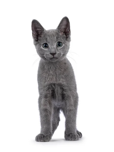 Entzückendes Russisch Blaues Katzenkätzchen Das Mit Dem Gesicht Nach Vorne — Stockfoto