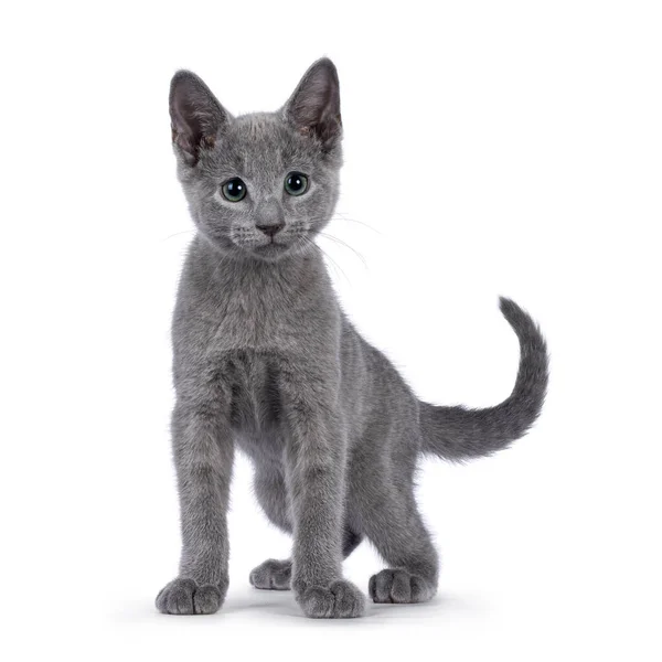 Entzückendes Russisch Blaues Katzenkätzchen Das Mit Dem Gesicht Nach Vorne — Stockfoto
