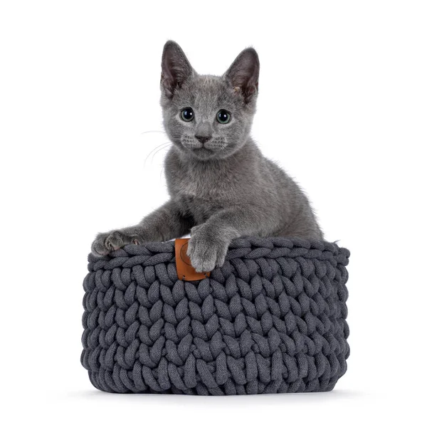 Gatinho Gato Azul Russo Adorável Sentado Cesta Malha Cinza Olhando — Fotografia de Stock