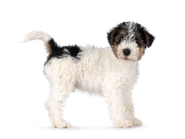 Tatlı Tilki Teriyeri köpek yavrusu, kuyruğu dik bir şekilde yan yana oturuyor. Doğruca kameraya bakıyor. Beyaz bir arkaplanda izole edilmiş.