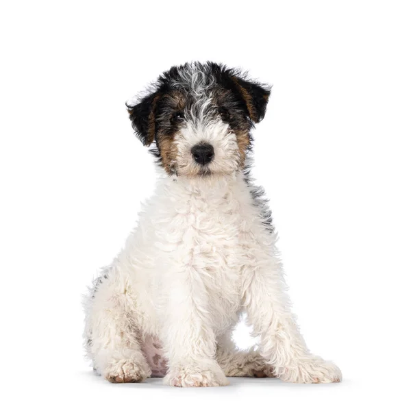 Sweet Fox Terrier Dog Pup Sitting Side Ways Butt Looking — Stock Photo, Image