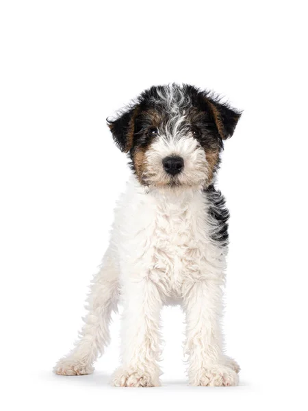 Sweet Fox Terrier Dog Pup Standing Facing Front Looking Straight — Stok fotoğraf