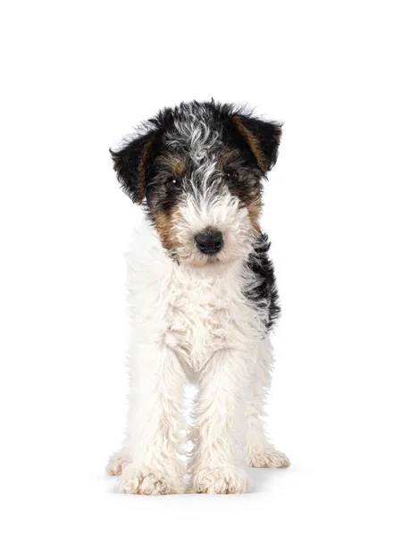 Doce Cachorrinho Fox Terrier Frente Para Frente Olhando Direto Para — Fotografia de Stock