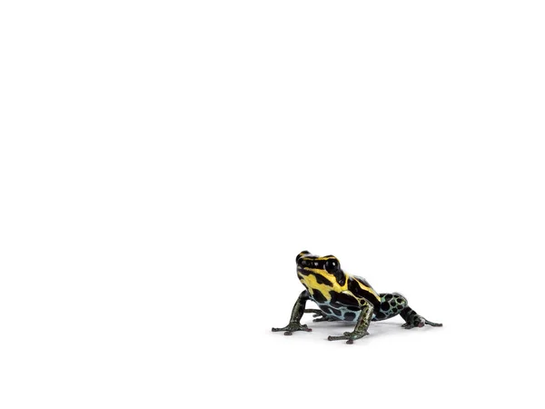 Tiny Ranitomeya Ventrimaculata Aka Reticulated Poison Frog Sitting Side Ways —  Fotos de Stock