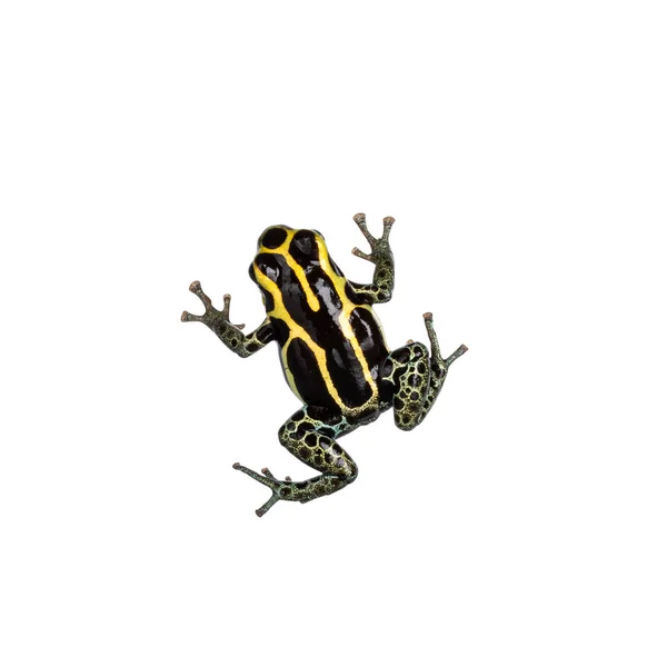 Вид Сверху Ranitomeya Ventrimaculata Aka Reticulated Poison Frog Изолированный Белом — стоковое фото