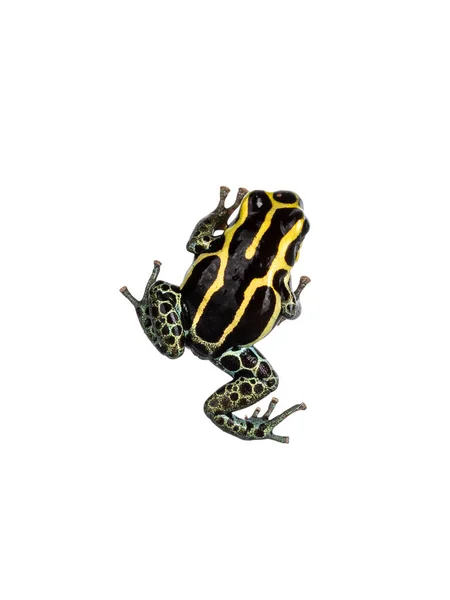 Вид Сверху Ranitomeya Ventrimaculata Aka Reticulated Poison Frog Изолированный Белом — стоковое фото