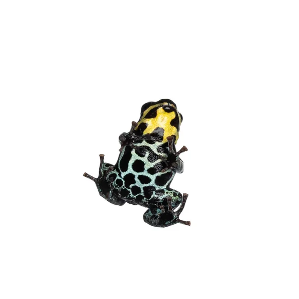 Belly View Ranitomeya Ventrimaculata Aka Reticulated Poison Frog Isolated White —  Fotos de Stock