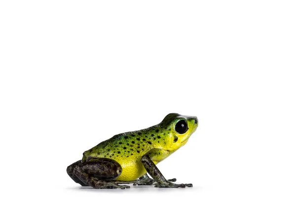 Vibrant Oophaga Pumilio Punta Laurent Frog Standing Side Ways Isolated —  Fotos de Stock