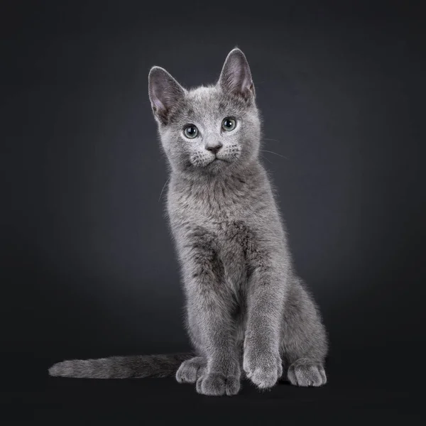 Котенок Русской Голубой Кошки Сидящий Лицом Лицу Смотрю Камеру Зелеными — стоковое фото