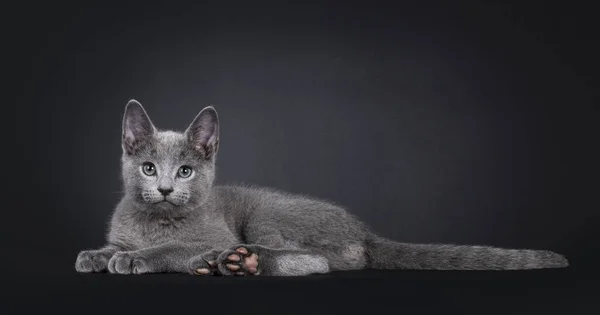Excellent Russian Blue cat kitten, laying down side ways showing pink toe beans. Looking to camera with green eyes. Isolated on a black background.