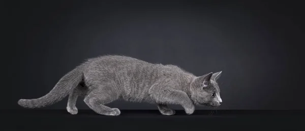 Mükemmel Rus Mavi Kedi Yavrusu Avlanmak Için Yan Tarafa Gidiyor — Stok fotoğraf