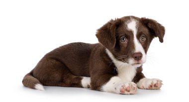 Beyaz Galli Corgi Cardigan köpek yavrusuyla birlikte tatlı kahverengi, yan yana uzanmış. Kameranın yanına bakıyorum. Beyaz bir arkaplanda izole edilmiş.
