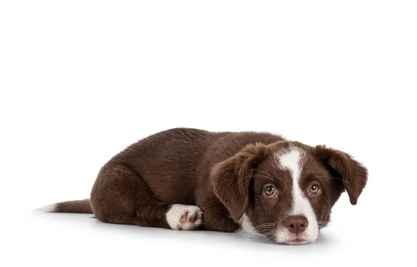 Cute Brown White Welsh Corgi Cardigan Dog Pup Laying Head — Zdjęcie stockowe