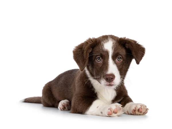 Cute Brown White Welsh Corgi Cardigan Dog Pup Laying Side — Stockfoto