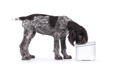 Young brown and white German wirehaired pointer dog pup, standing side ways drinking water. Isolated on a white background. clipart