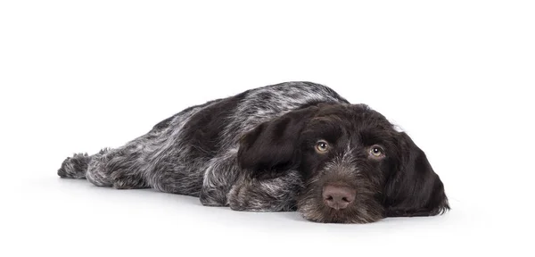 Young Brown White German Wirehaired Pointer Dog Pup Laying Head — Stok fotoğraf