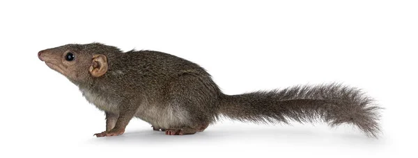 Northern Treeshrew Aka Tapaia Belangeri Sitting Side Ways Looking Away — Photo