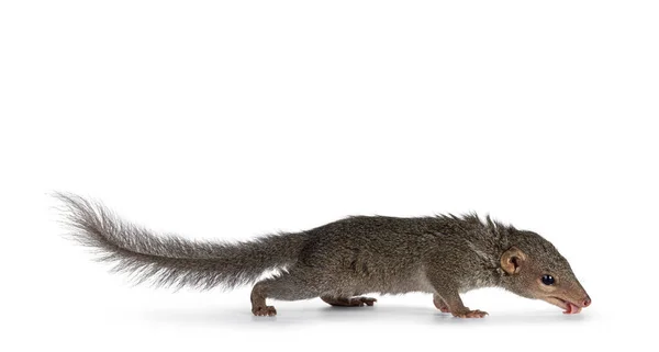 Northern Treeshrew Alias Tapaia Belangeri Berdiri Berdampingan Menjilati Permukaan Menatap — Stok Foto