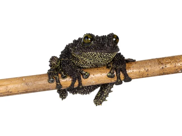 Mossy Frog Aka Theloderma Corticale Hanging Wooden Stick Isolated White — Stock Photo, Image
