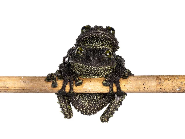 Two Mossy Frogs Aka Theloderma Corticale Sitting Top Each Other — Stok fotoğraf