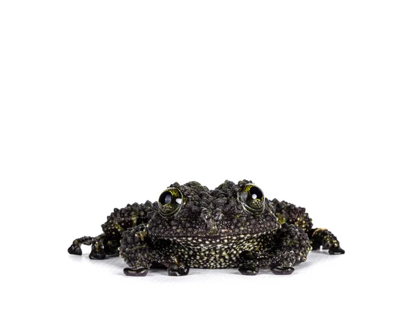 Mossy Frog Aka Theloderma Corticale Sitting Facing Front Isolated White — Stock Photo, Image