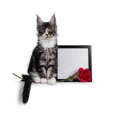 Expressive Maine Coon cat kitten, sitting beside empty picture frame and fake rose. Looking straight to camera. Isolated on a white background.