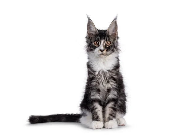 Expressive Maine Coon Cat Kitten Sitting Facing Front Looking Straight —  Fotos de Stock