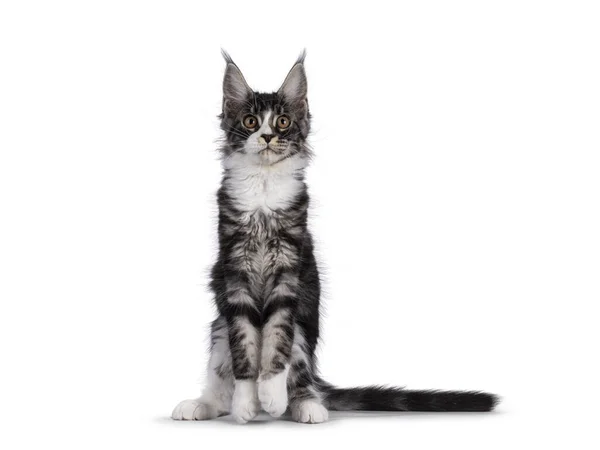 Expressive Maine Coon Cat Kitten Sitting Meerkat Looking Camera Isolated — 图库照片