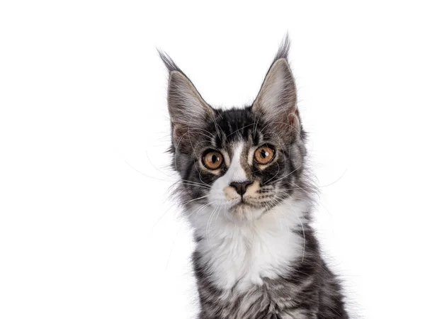 Foto Expresiva Gatita Maine Coon Sentada Frente Frente Mirando Directamente — Foto de Stock