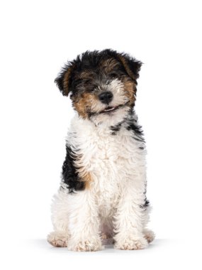 Cute Fox Terrier dog pup, sitting up facing front and smiling. Looking straight towards camera. Isolated on a white background.