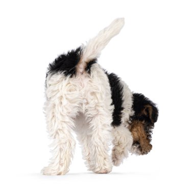 Cute Fox Terrier dog pup, walking away from camera showing butt. Looking straight towards camera. Isolated on a white background.