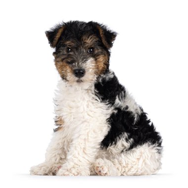 Cute Fox Terrier dog pup, sitting side ways on butt. Looking straight towards camera. Isolated on a white background.