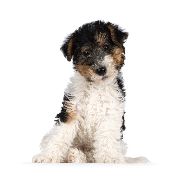Cute Fox Terrier Dog Pup Sitting Facing Front Butt Looking — Stock Photo, Image