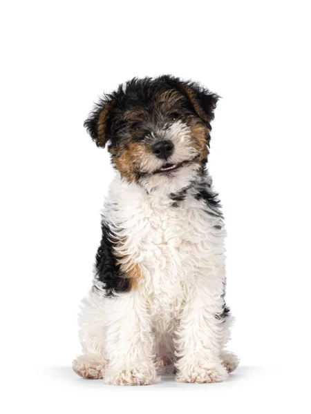 Cute Fox Terrier Dog Pup Sitting Facing Front Smiling Looking — Zdjęcie stockowe