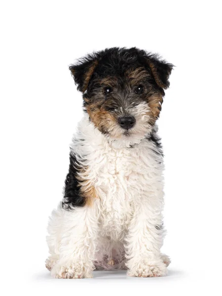 Cute Fox Terrier Cachorro Cão Sentado Frente Para Frente Olhando — Fotografia de Stock