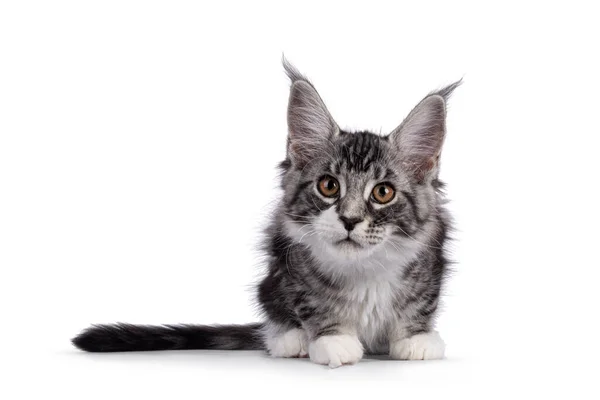 Impressive Silver Tabby Maine Coon Cat Kitten Laying Facing Front — Stockfoto