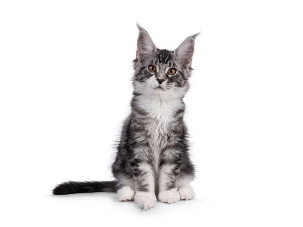 Impressive Silver Tabby Maine Coon Cat Kitten Sitting Facing Front —  Fotos de Stock