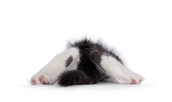 Imagem Engraçada Gato Saindo Set Estou Mostrar Patas Feijões Cauda — Fotografia de Stock